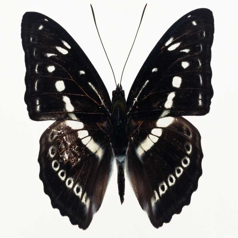 Image Village Y1402 M09 D22 Butterfly 08